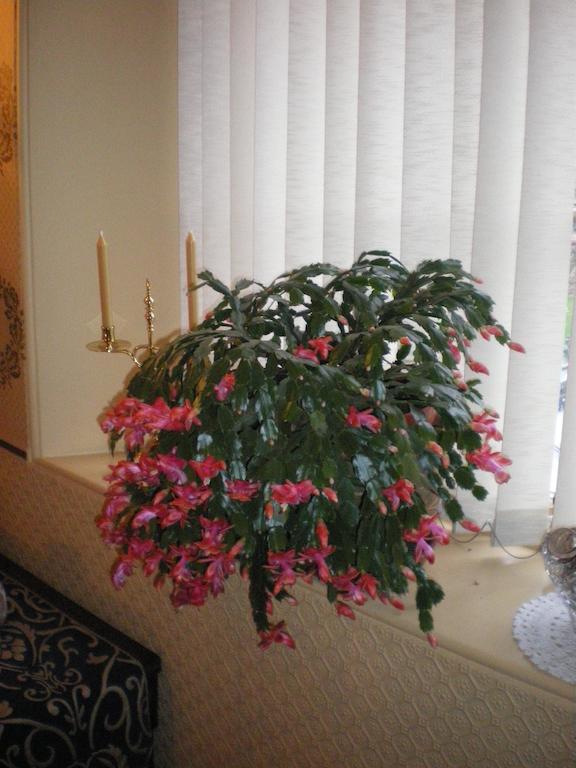 Langley Bank Guest House Ayr Buitenkant foto